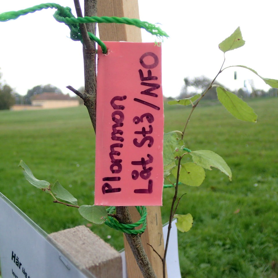 Bilden visar trädets märkningslapp, med texten: Plommon Låt Stå /NFO 