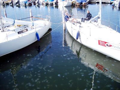 Bilden visar vatten mellan två väntande segelbåtar. I vattnet är det fullt med maneter.